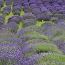 Large flower beds  screen for extension Chrome web store in OffiDocs Chromium