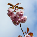 Large flower branches  screen for extension Chrome web store in OffiDocs Chromium