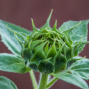 Large Flower Bud  screen for extension Chrome web store in OffiDocs Chromium