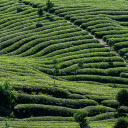 Large green tea hills  screen for extension Chrome web store in OffiDocs Chromium