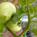 Large green tomatoes  screen for extension Chrome web store in OffiDocs Chromium