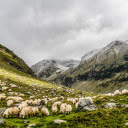 Large herd of sheep  screen for extension Chrome web store in OffiDocs Chromium