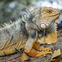 Large iguana  screen for extension Chrome web store in OffiDocs Chromium