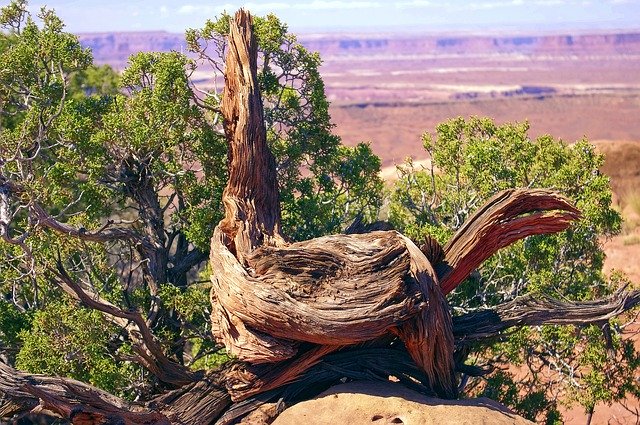 Free download Large Live Gnarled Utah Juniper -  free photo or picture to be edited with GIMP online image editor