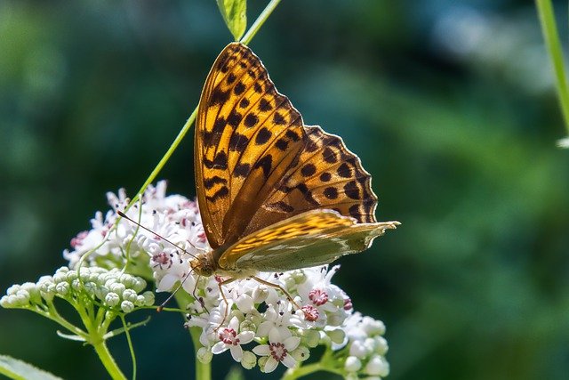 Free download large mother of pearl butterfly free picture to be edited with GIMP free online image editor