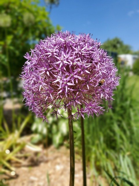 Free download Large Purple Allium Flower -  free photo or picture to be edited with GIMP online image editor