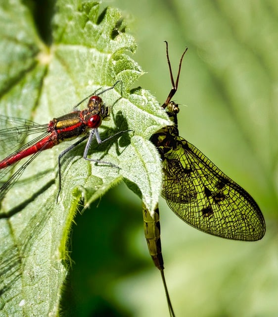 Free download large red damselfly mayfly insects free picture to be edited with GIMP free online image editor