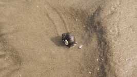 Free download Large Sea Snail Common -  free video to be edited with OpenShot online video editor
