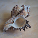 Large snail shell lying on the sand  screen for extension Chrome web store in OffiDocs Chromium