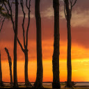 Large tree  screen for extension Chrome web store in OffiDocs Chromium
