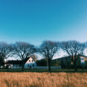 Large trees shed leaves and dry grass  screen for extension Chrome web store in OffiDocs Chromium