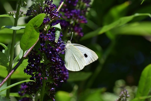 Free download large white butterfly insect flower free picture to be edited with GIMP free online image editor