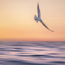 Large winged bird  screen for extension Chrome web store in OffiDocs Chromium