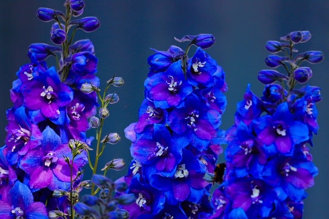 Free download larkspur flowers blue violet free picture to be edited with GIMP free online image editor