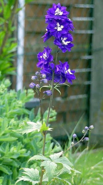 Descarga gratuita Larkspur Garden Flower: foto o imagen gratuita para editar con el editor de imágenes en línea GIMP