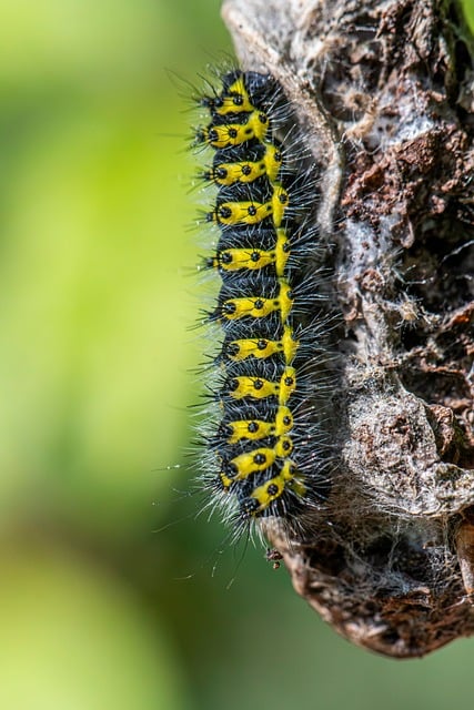 Free download larva worm butterfly macro nature free picture to be edited with GIMP free online image editor