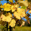 Last bunch of grapes  screen for extension Chrome web store in OffiDocs Chromium