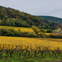 Late season vineyard  screen for extension Chrome web store in OffiDocs Chromium