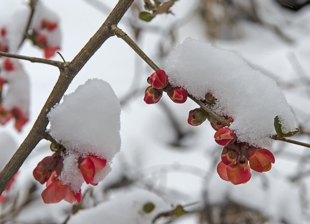 دانلود رایگان عکس شکوفه های برف در اواخر بهار برای ویرایش با ویرایشگر تصویر آنلاین رایگان GIMP