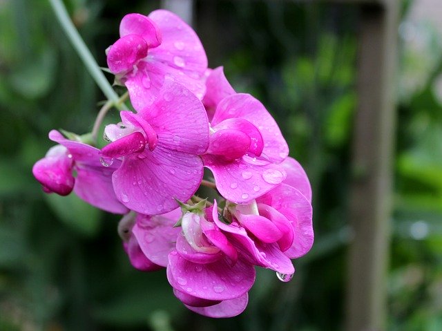 הורדה חינם Lathyrus Pronkerwt Flowers - תמונה או תמונה בחינם לעריכה עם עורך התמונות המקוון GIMP