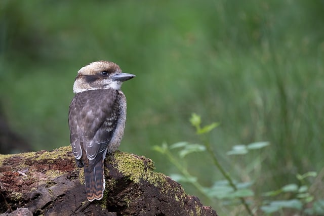 Бесплатно загрузите смеющуюся птицу кукабарру, животное, бесплатное изображение для редактирования в GIMP, бесплатный онлайн-редактор изображений