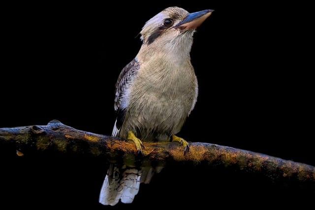Free download laughing kookaburra bird kookaburra free picture to be edited with GIMP free online image editor