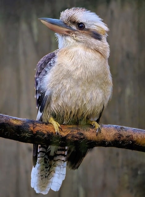 Gratis download lachende kookaburra vogel neergestreken gratis foto om te bewerken met GIMP gratis online afbeeldingseditor