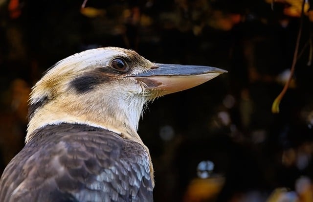 Free download laughing kookaburra kookaburra free picture to be edited with GIMP free online image editor