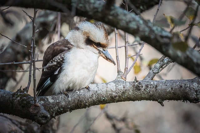 Free download laughing kookaburra kookaburra bird free picture to be edited with GIMP free online image editor