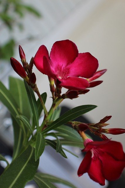 Безкоштовно завантажте Laurels Flowers Plum — безкоштовну фотографію чи зображення для редагування за допомогою онлайн-редактора зображень GIMP
