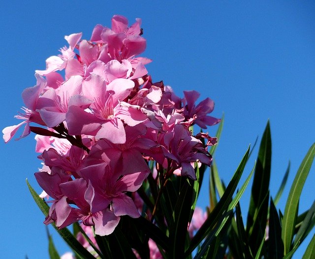 免费下载 Laurier Flowers Pink - 使用 GIMP 在线图像编辑器编辑的免费照片或图片