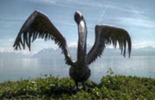 Free download Lausanne Pellican free photo or picture to be edited with GIMP online image editor