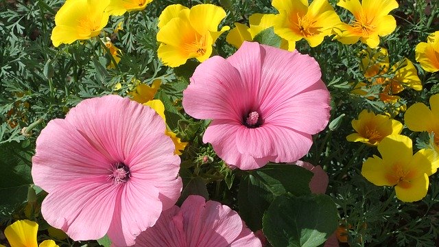 Free download Lavatera Nature Summer -  free photo or picture to be edited with GIMP online image editor
