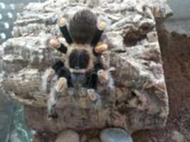 Free download Lava the Tarantula free photo or picture to be edited with GIMP online image editor