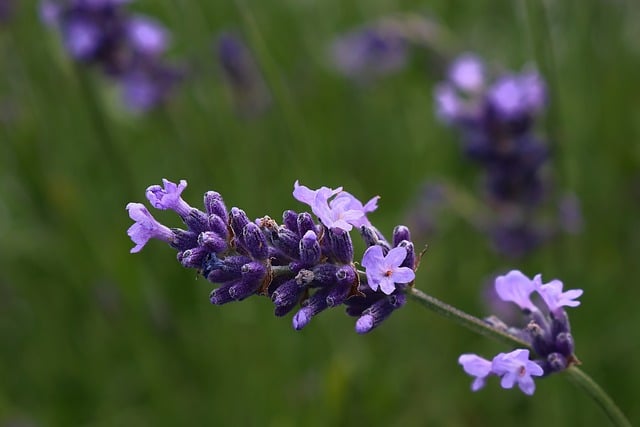 Free download lavender blossom bloom plant free picture to be edited with GIMP free online image editor