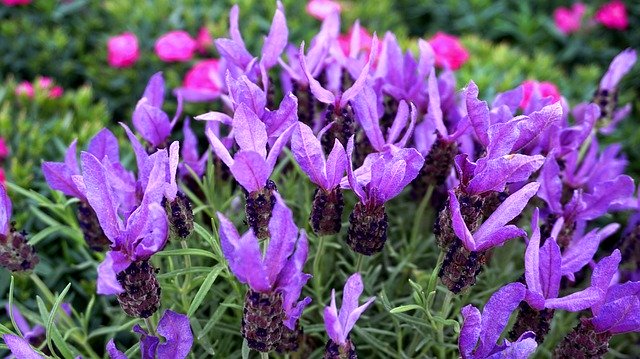 Descărcare gratuită Lavender Blue Blossom - fotografie sau imagini gratuite pentru a fi editate cu editorul de imagini online GIMP