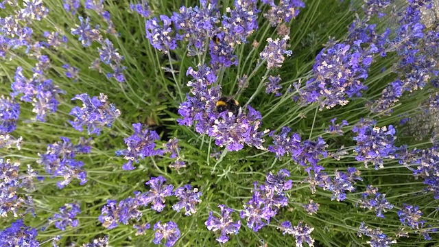 Free download lavender bumblebee lila bi garden free picture to be edited with GIMP free online image editor