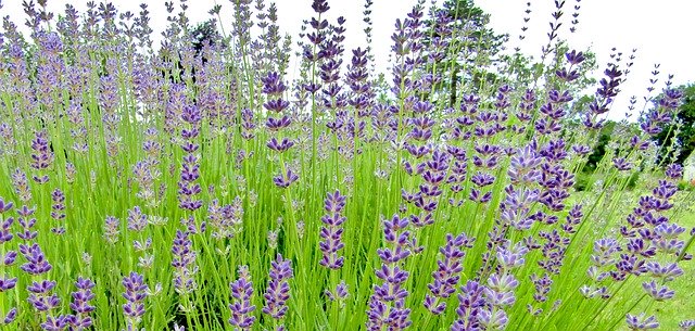 Kostenloser Download Lavender Bush Purple - kostenloses Foto oder Bild zur Bearbeitung mit GIMP Online-Bildbearbeitung