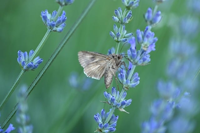 Free download lavender butterfly insect free picture to be edited with GIMP free online image editor