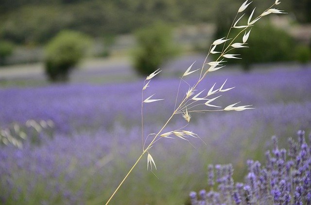 Free download Lavender Countryside France -  free photo or picture to be edited with GIMP online image editor