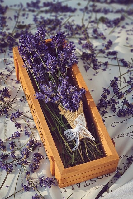 Free download lavender dried lavender free picture to be edited with GIMP free online image editor