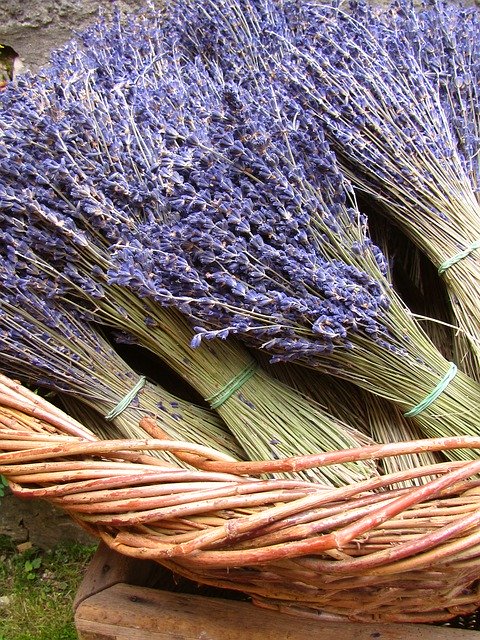 Descărcare gratuită Lavender Dried Plant - fotografie sau imagini gratuite pentru a fi editate cu editorul de imagini online GIMP