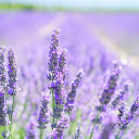 Lavender field  screen for extension Chrome web store in OffiDocs Chromium