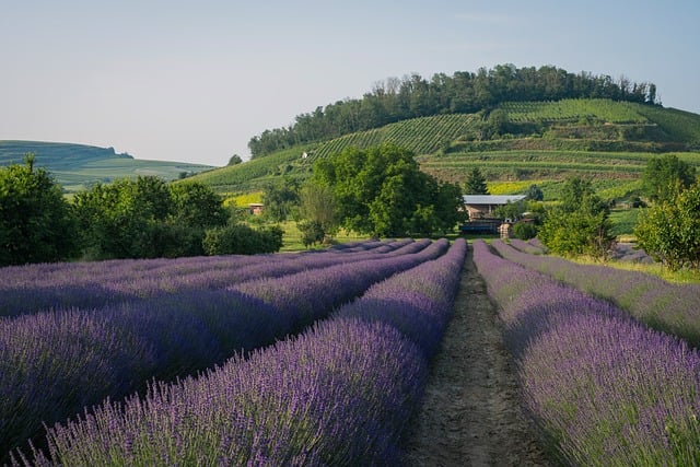 Free download lavender field landscape field free picture to be edited with GIMP free online image editor