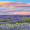 lavender field wallpaper  screen for extension Chrome web store in OffiDocs Chromium