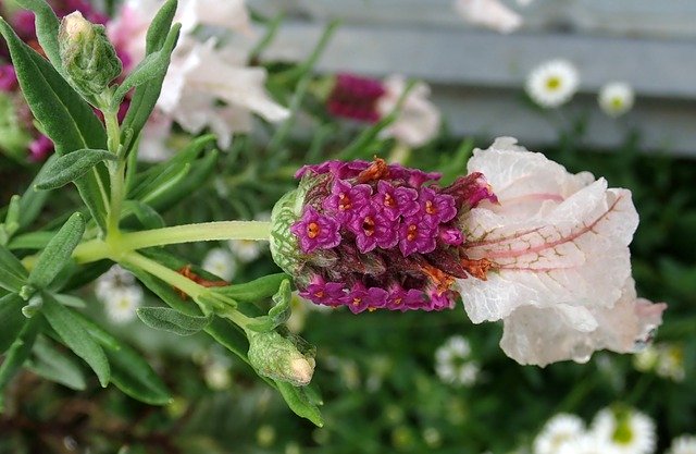 Бесплатно скачать Лавандовый цветочный сад - бесплатную фотографию или картинку для редактирования с помощью онлайн-редактора изображений GIMP