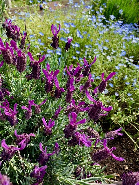 Free download Lavender Flower Garden Roadside -  free photo or picture to be edited with GIMP online image editor