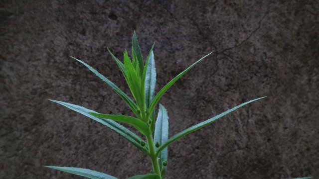 Free download Lavender Flower Leaf -  free photo or picture to be edited with GIMP online image editor