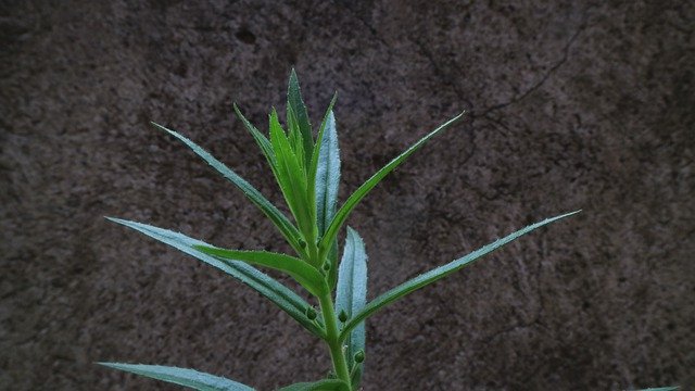 הורדה חינם Lavender Flower Leaf - תמונה או תמונה בחינם לעריכה עם עורך התמונות המקוון GIMP