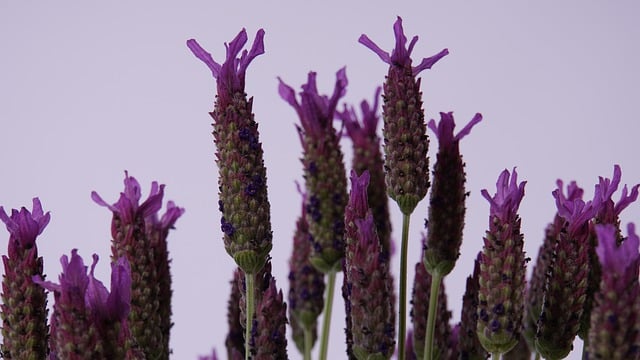 Free download lavender flower nature purple free picture to be edited with GIMP free online image editor